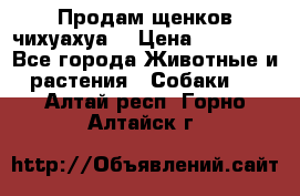 Продам щенков чихуахуа  › Цена ­ 10 000 - Все города Животные и растения » Собаки   . Алтай респ.,Горно-Алтайск г.